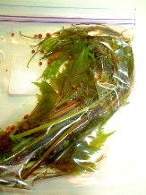 f0043911_230629.jpg