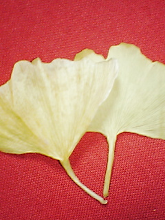 a0001335_22291062.jpg