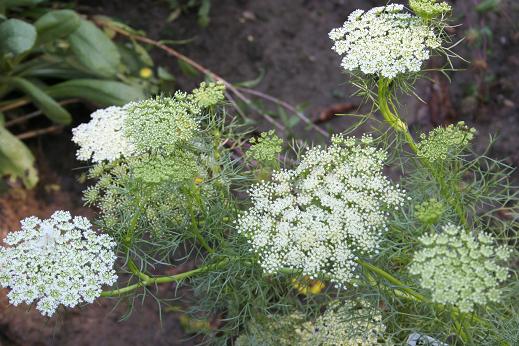 セリ科 Apiaceae えるだまの植物図鑑