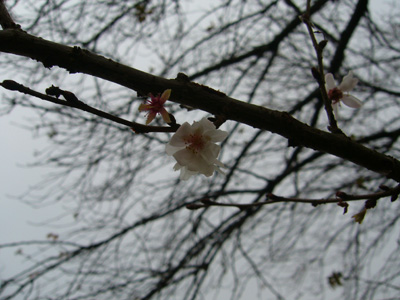 b0045357_953714.jpg