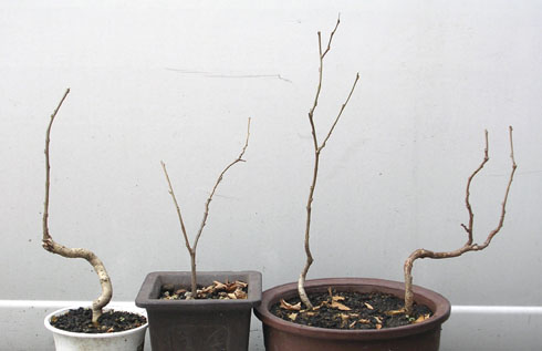 藤 これも冬に植え替えできる 節約ミニ盆栽記 藤 これも冬に植え替えできる 節約ミニ盆栽記