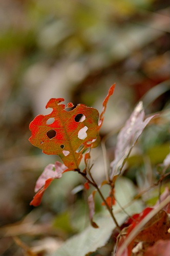 紅葉　多摩森林科学園4_c0027027_1902298.jpg