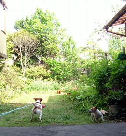 e0106146_2327971.jpg