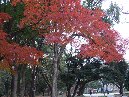 f0052756_14451567.gif