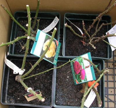 12月22日(金)・・・冬至には薔薇を植えよう!_f0060461_2125033.jpg