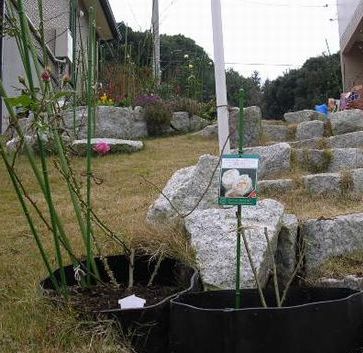 12月22日(金)・・・冬至には薔薇を植えよう!_f0060461_21302844.jpg