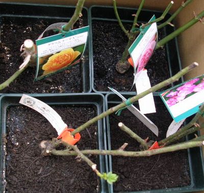 12月22日(金)・・・冬至には薔薇を植えよう!_f0060461_2131216.jpg