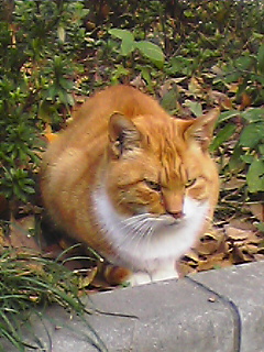 c0069766_856253.jpg