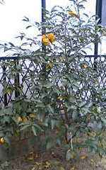 a0087691_2385934.jpg
