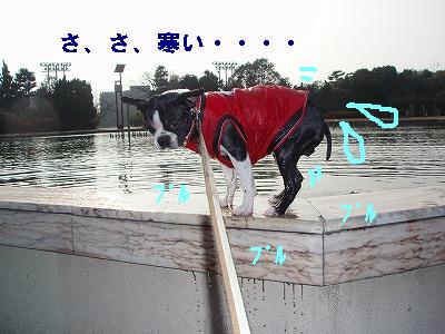 寒中水泳・・・_c0084706_17254460.jpg