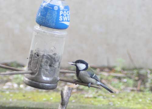 放し飼いのペット達_b0047738_9443567.jpg
