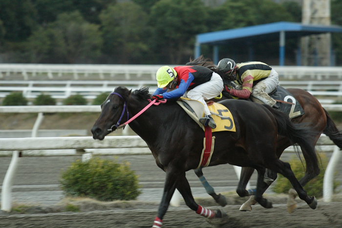 2006年12月17日(日) 高知競馬 11R_a0077663_1843748.jpg