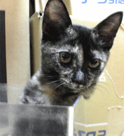 b0039168_22235559.gif