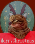 はなちやんのChristmas。_e0034797_18155791.gif