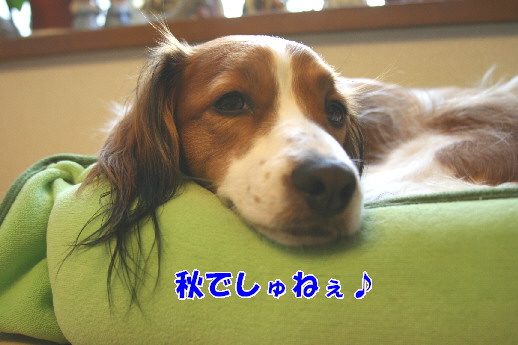 d0013149_1581937.jpg