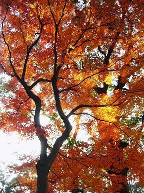 低山ハイク（７）飯盛山･室池：四条畷神社の紅葉_b0063958_863599.jpg