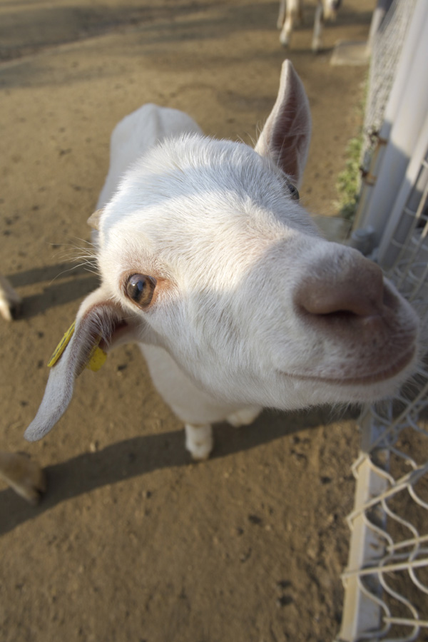 天王寺動物園323_e0060169_6261855.jpg