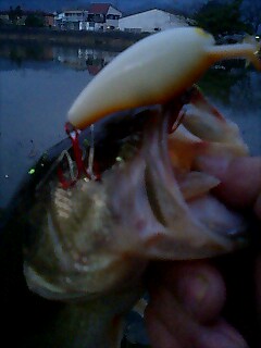 まだクランクで釣れています!_a0040876_18504374.jpg