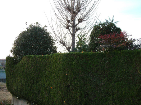 e0074782_20415854.jpg