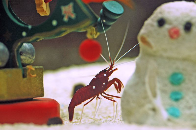 南の海からメリークリスマス♪_b0021897_20425388.jpg