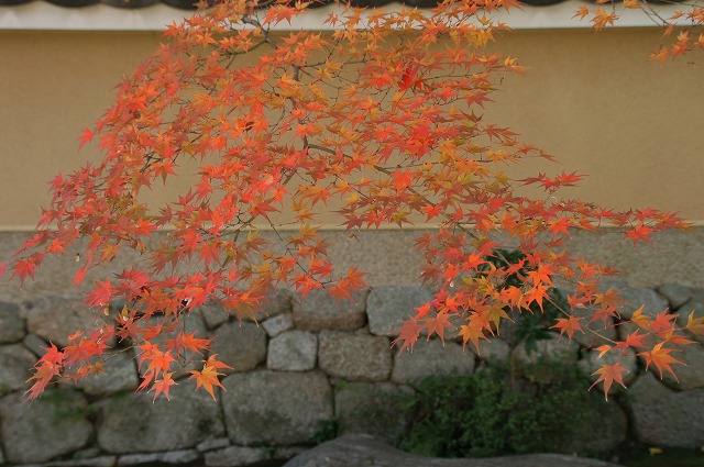 【源氏物語巻名の花】　巻７　 紅葉賀（もみじのが）③　　紅葉_e0039703_0115868.jpg