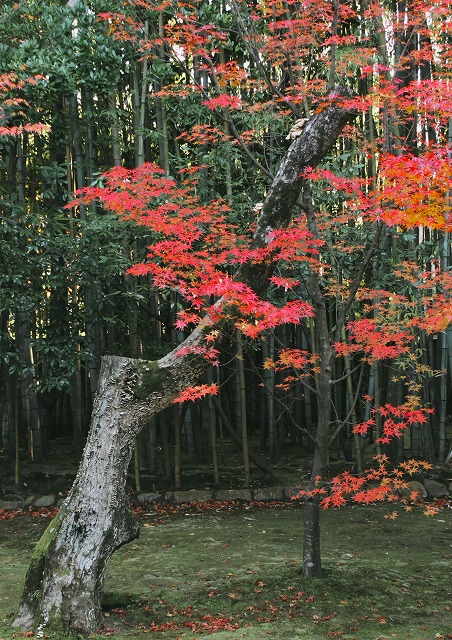 【源氏物語巻名の花】　巻７　 紅葉賀（もみじのが）③　　紅葉_e0039703_0192218.jpg