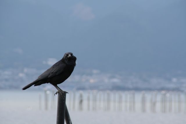 琵琶湖は野鳥のパラダイス_a0031741_12141710.jpg