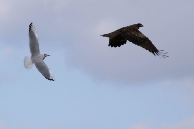 琵琶湖は野鳥のパラダイス_a0031741_1214634.jpg