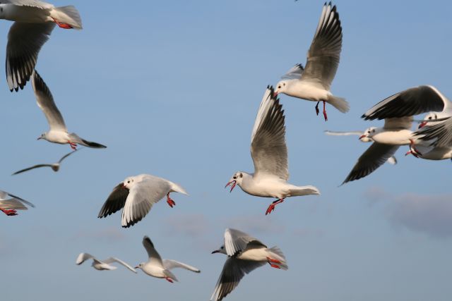 琵琶湖は野鳥のパラダイス_a0031741_12151117.jpg