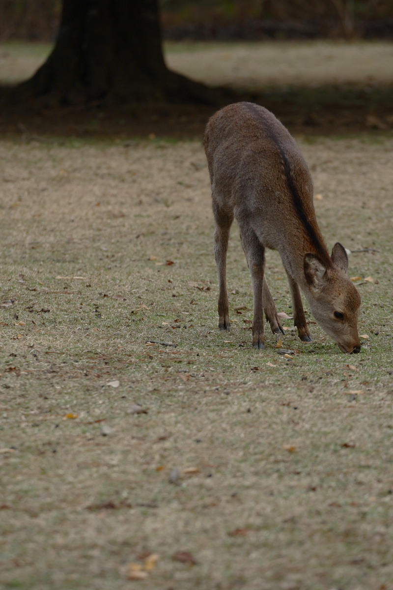 奈良公園　5 　<キスキスキス>_f0021869_13344141.jpg