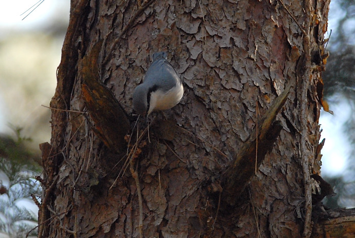 ゴジュウカラ_f0053272_15352918.jpg