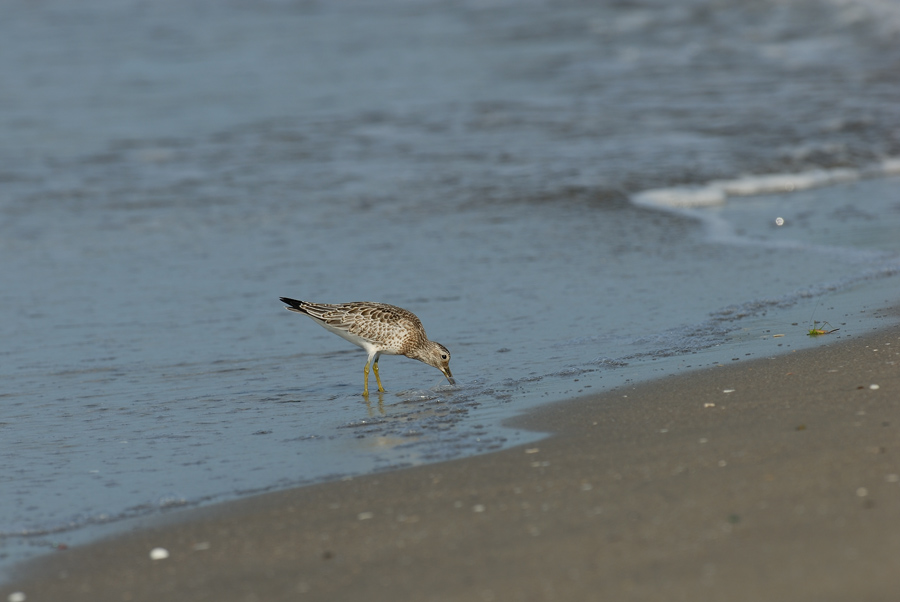 ２００６年９月の鳥たち_a0039245_23193516.jpg