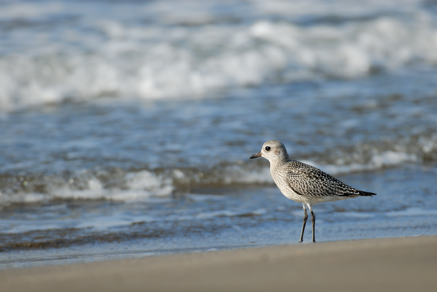 ２００６年９月の鳥たち_a0039245_23253769.jpg