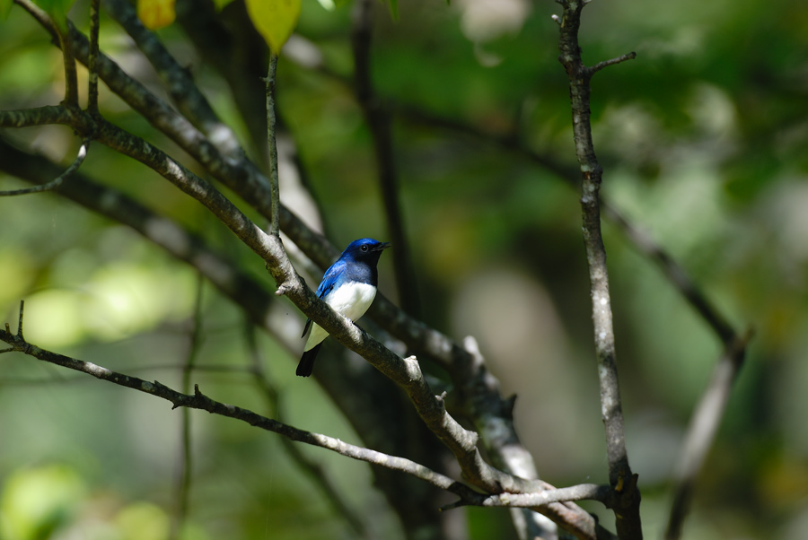 ２００６年９月の鳥たち_a0039245_23324596.jpg