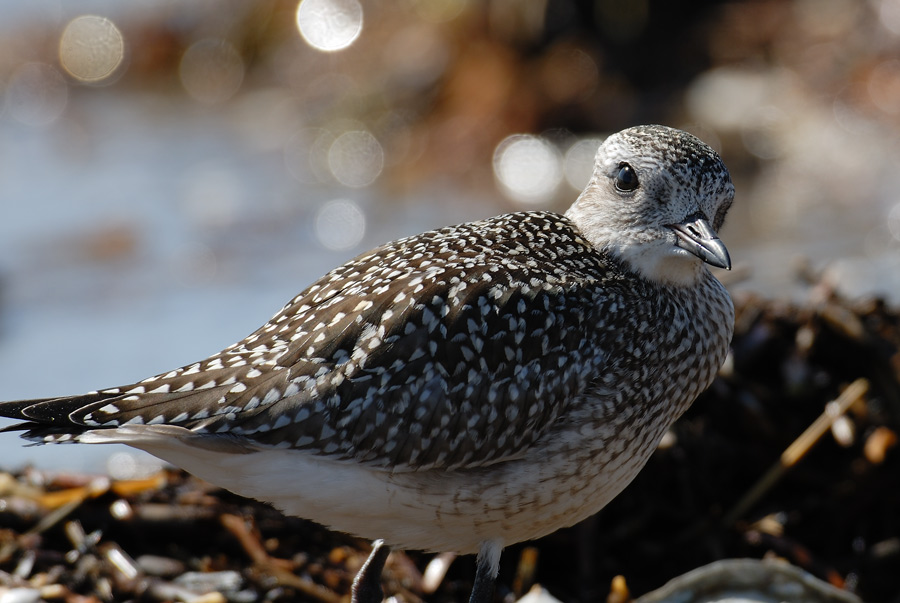 ２００６年９月の鳥たち_a0039245_23525039.jpg