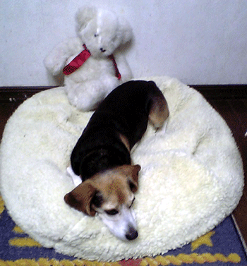 b0005652_218436.gif