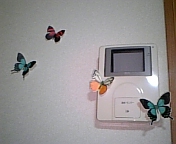 「HOTEL BUTTERFLY」_c0095091_1211672.jpg