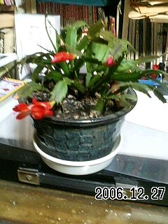 e0080201_532046.jpg