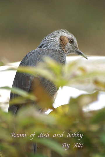 野鳥とお友達になれたみたいです〜_b0033423_18461443.jpg