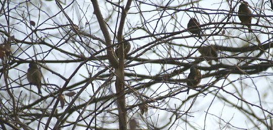野鳥とお友達になれたみたいです〜_b0033423_1846295.jpg