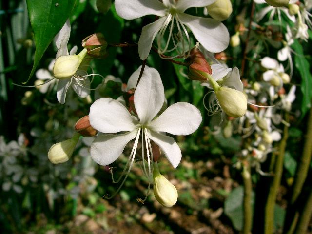 クラリンドウ 花の仲間調べ