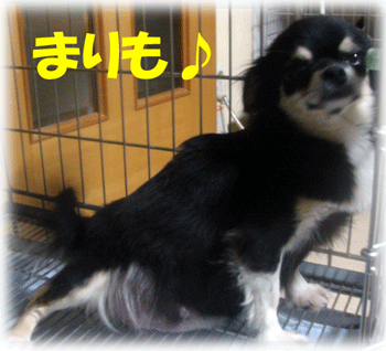 年内出産予定のママ犬たち♪_b0078030_3593077.gif