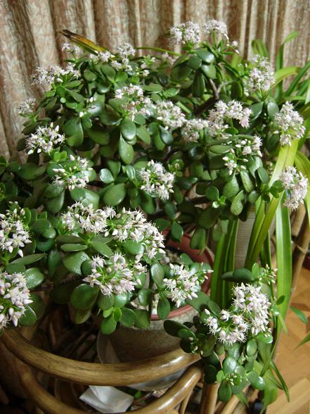 ”お金のなる木”の花が咲く_b0089338_21111964.jpg