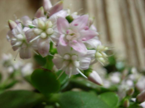 ”お金のなる木”の花が咲く_b0089338_21113255.jpg