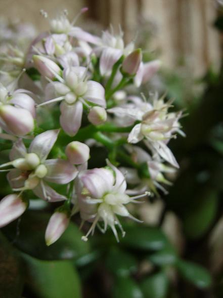 ”お金のなる木”の花が咲く_b0089338_21122347.jpg