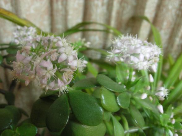 ”お金のなる木”の花が咲く_b0089338_21141745.jpg