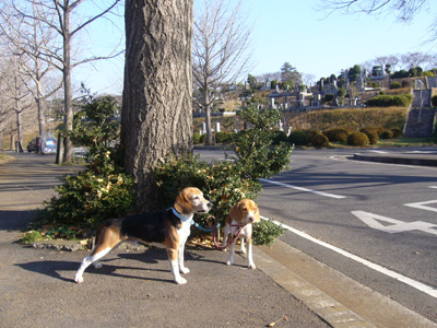 暮れのお墓参り_b0045357_13241744.jpg