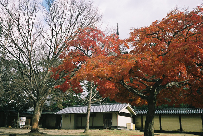 東大寺_c0054876_18222858.jpg