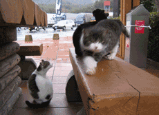 e0052926_10201133.gif