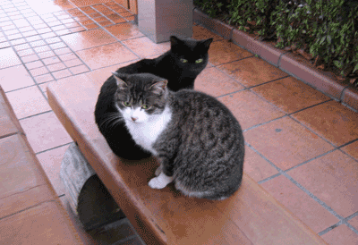 e0052926_1021147.gif